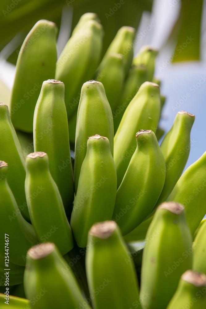 Organic banana plant background. Fresh tropical banana. Nature banana background. Tropical banana tree leaves. Exotic jungle greenery. Lush green foliage in nature. Organic tropical plants. Organic banana plant background. Fresh tropical banana. Nature banana background. Tropical banana tree leaves. Exotic jungle greenery. Lush green foliage in nature. Organic tropical plants.