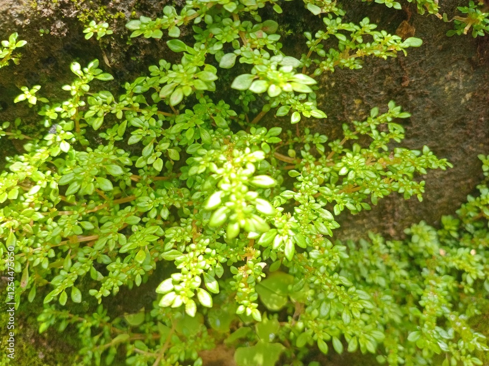 Obraz premium green moss background