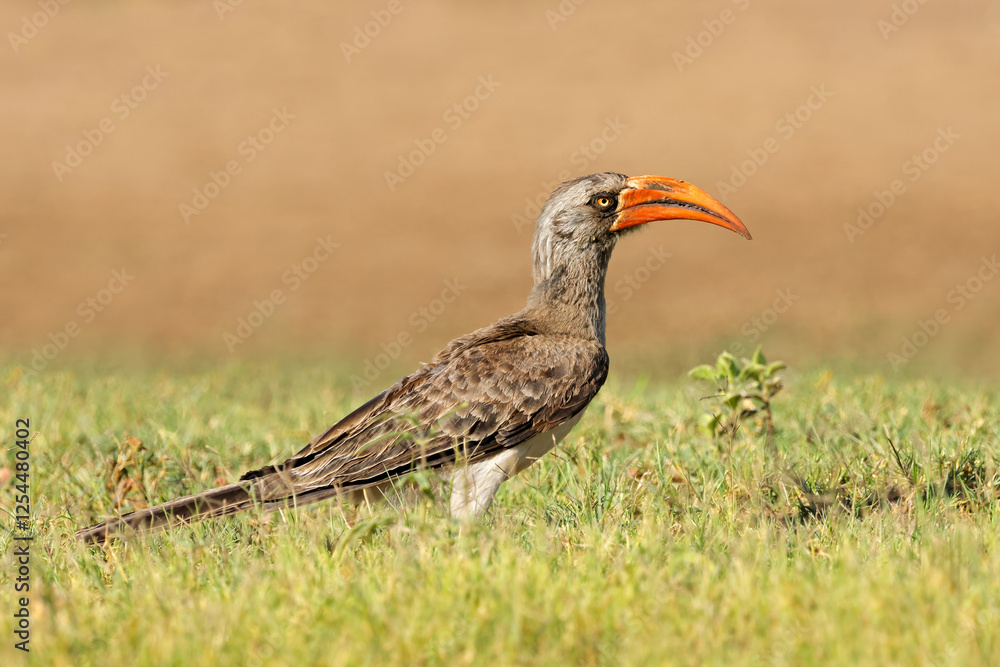 Obraz premium A Bradfields hornbill (Lophoceros bradfieldi) perched on the ground, Chobe National Park, Botswana.