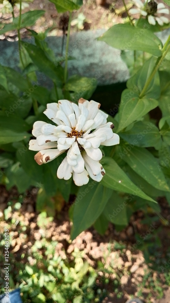 Beautiful white Zinnia Flower in Bloom – Macro Photography. Close-Up of a Fresh white Zinnia Flower with Petal Details. Elegant white Zinnia Flower Isolated in Nature. Bright white Zinnia Blossom Beautiful white Zinnia Flower in Bloom – Macro Photography. Close-Up of a Fresh white Zinnia Flower with Petal Details. Elegant white Zinnia Flower Isolated in Nature. Bright white Zinnia Blossom