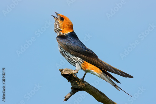 A lesser striped swallow (Cecropis abyssinica) perched on a branch, South Africa. photo