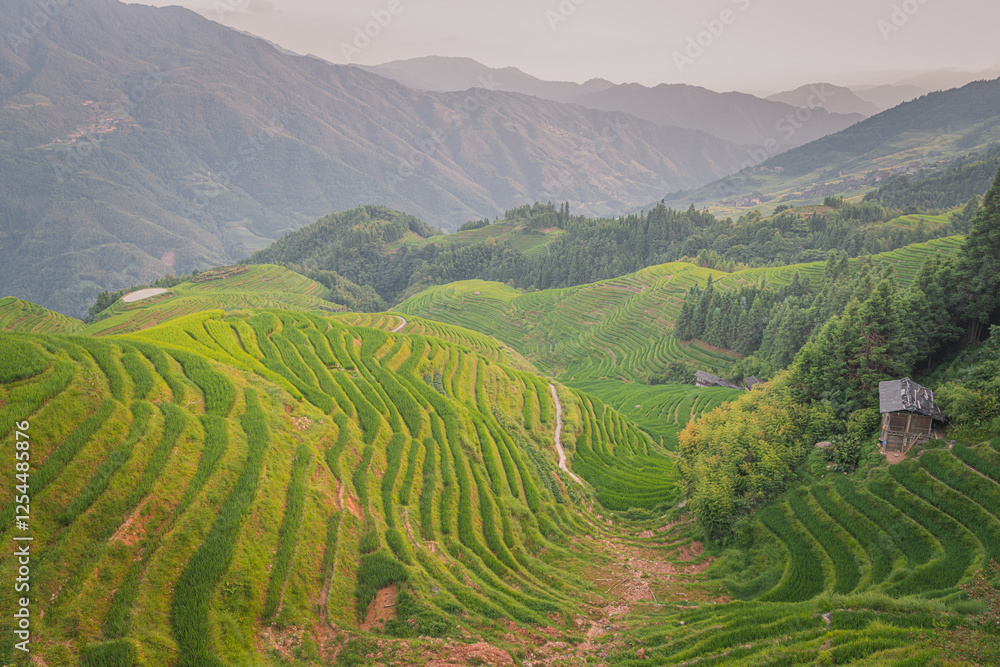 Fototapeta premium Beautiful layers of the rice terraces of Longji - China, sunrise picture