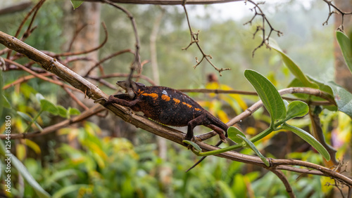 A chameleon Furcifer Pardalis climbs a branch. Profile view. The mouth is open.  Bright orange stripe on the side. A spiky ridge on the back. Madagascar. Kennel reptiles Peyriyar photo