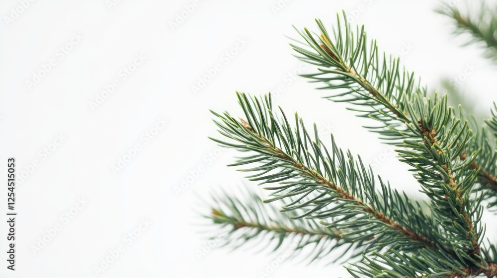 A pine tree branch with a pine cone on it on white A pine tree branch with a pine cone on it on white