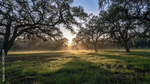 Wallpaper Mural Sunrise illuminates misty Texas oak grove Torontodigital.ca