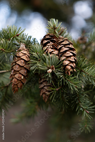 fir tree branches with cones