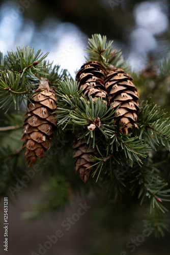 pine cones on a branch
