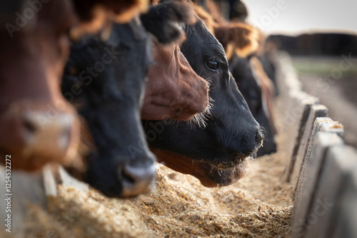 Bild auf Leinwand Aberdeen Angus Cattle Feeding in a Feedlot at Sunset