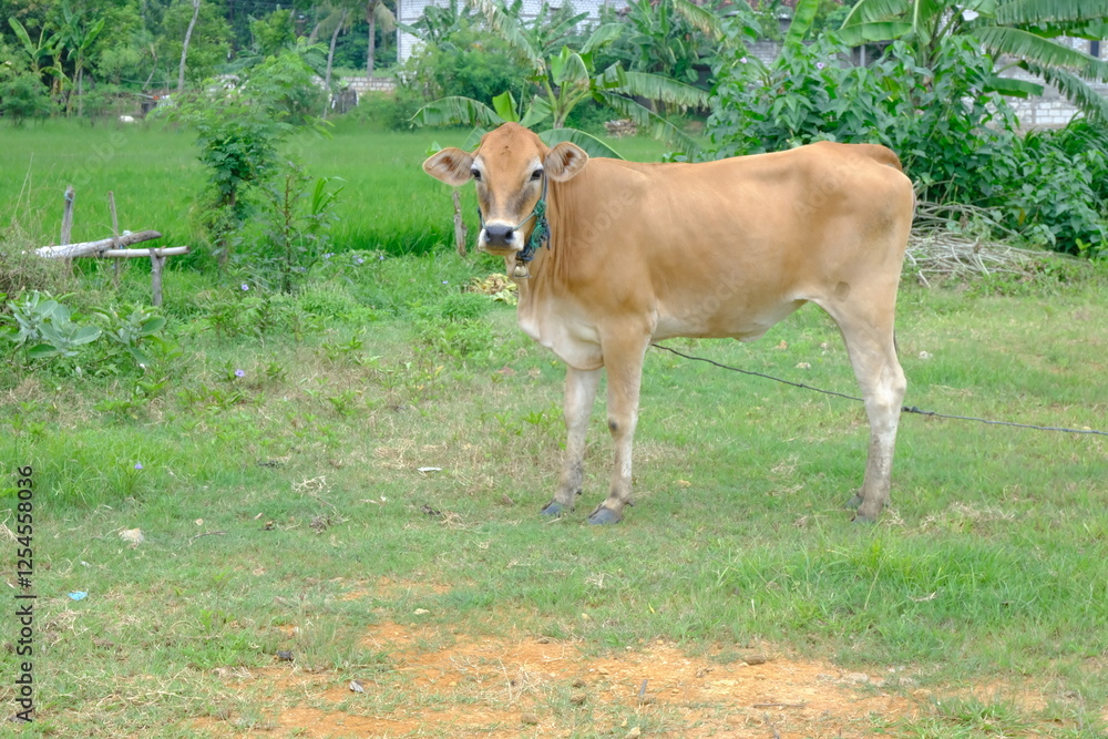 Brown Cow Standing on Green Grass in Rural Farm Landscape Brown Cow Standing on Green Grass in Rural Farm Landscape