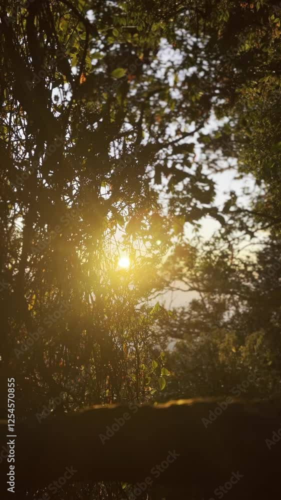 sun rays through the trees