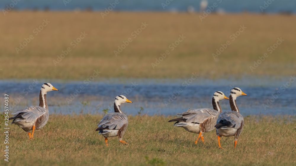 Obraz premium Migratory Birds at Koonthankulam Bird Sanctuary Tamil Nadu India