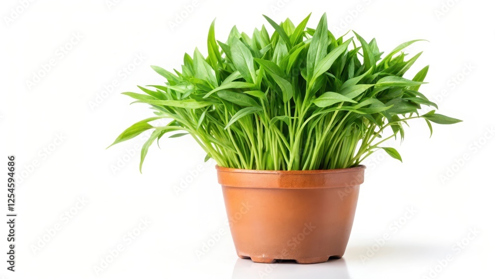 Obraz premium water spinach leaves isolated on white background, green leafy vegetable growing in a pot