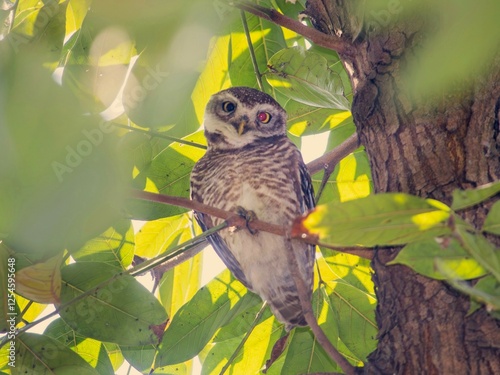 Canvas Print Spotted owlet | Rajshahi | Bangladesh