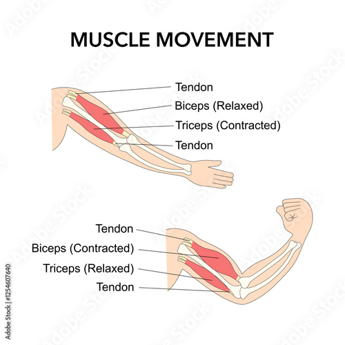 Muscle movement. Biceps triceps motion anatomy. Biceps flexion, extension. Arm and hand contracts, relax diagram vector Illustration.
