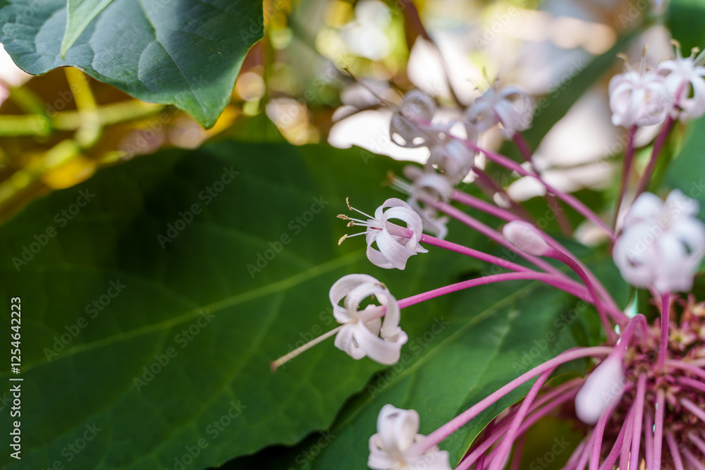 Close-up photo of white Starburst bush (Clerodendrum quadriloculare) flowers in bloom