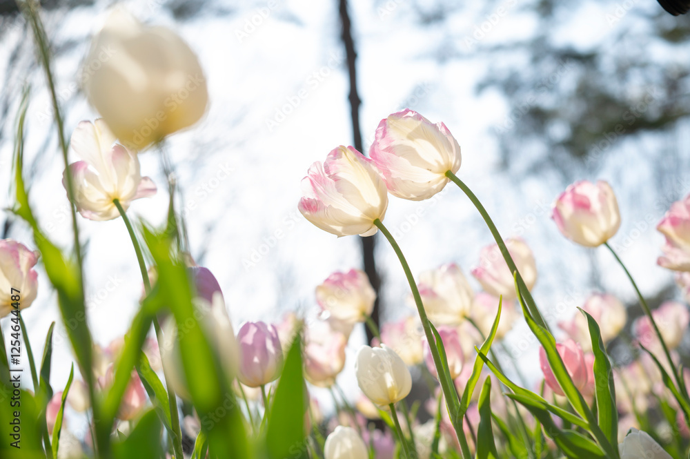 Fototapeta premium 縁がピンクのチューリップ2