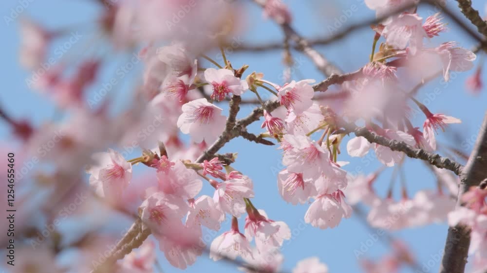4K Cherry Blossoms 桜 #03 4K Cherry Blossoms 桜 #03