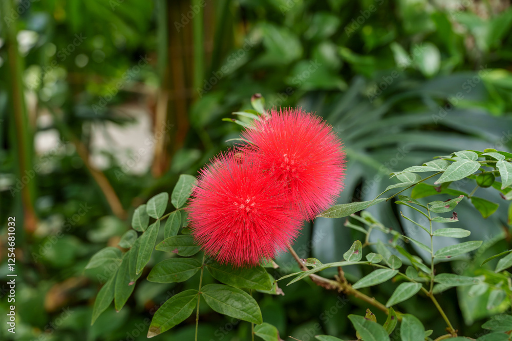 Fluffy red flowers (Calliandra haematocephala) in full bloom. Fluffy red flowers (Calliandra haematocephala) in full bloom.