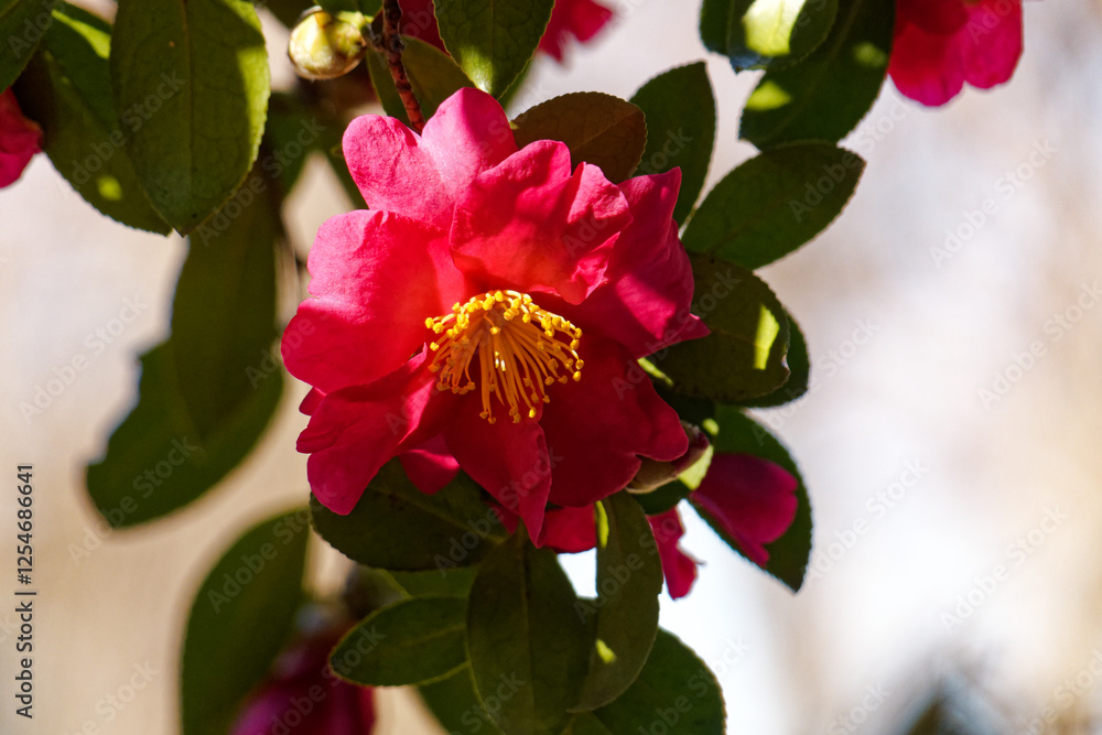 Obraz premium 冬の日を浴びて咲く寒椿