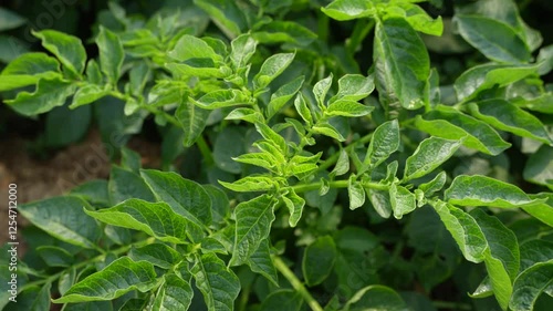 Wallpaper Mural The leaves of the potato plant have dried up due to disease. Torontodigital.ca