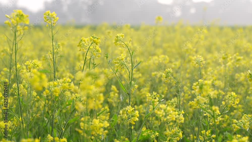 Vast yellow mustard oil field. Vast yellow mustard oil field.