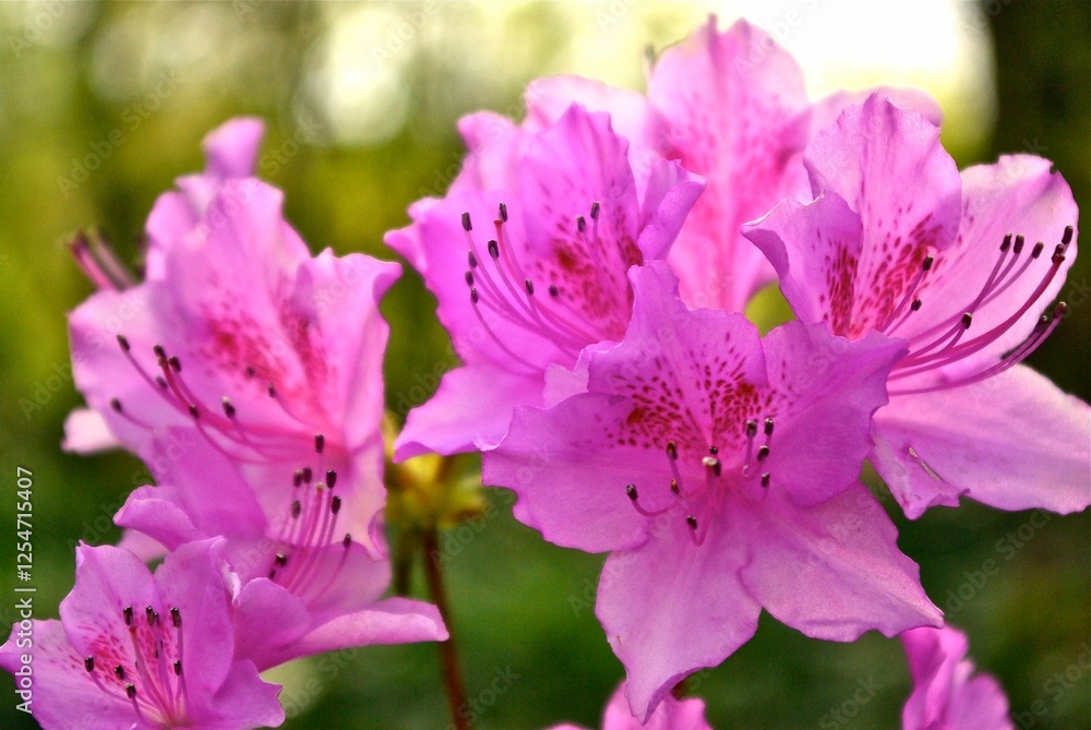 close up of fuchsia colored azalea flowers during golden hour close up of fuchsia colored azalea flowers during golden hour