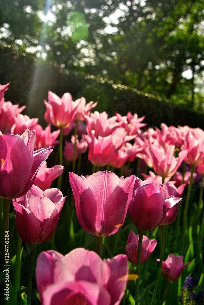 sunbeam and backlit pink tulips in garden in front of hedge sunbeam and backlit pink tulips in garden in front of hedge
