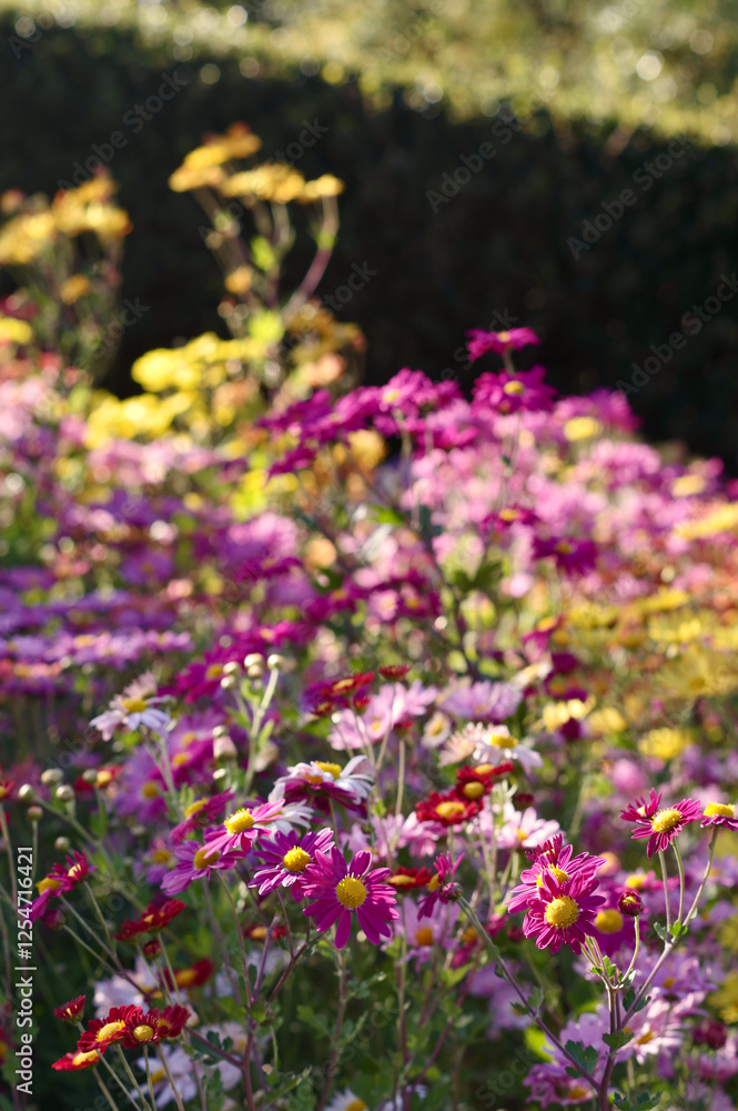 Fototapeta premium Colorful Korean chrysanthemum flowers in bright back light in front of dark green hedge