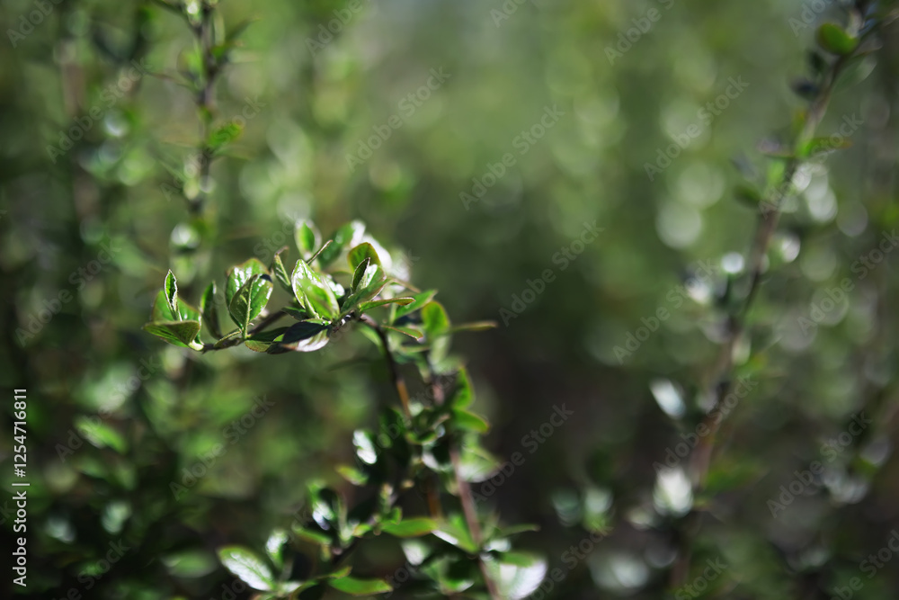 Lush Green Spring Foliage with Morning Dew in Natural Sunlight Bokeh Background Lush Green Spring Foliage with Morning Dew in Natural Sunlight Bokeh Background