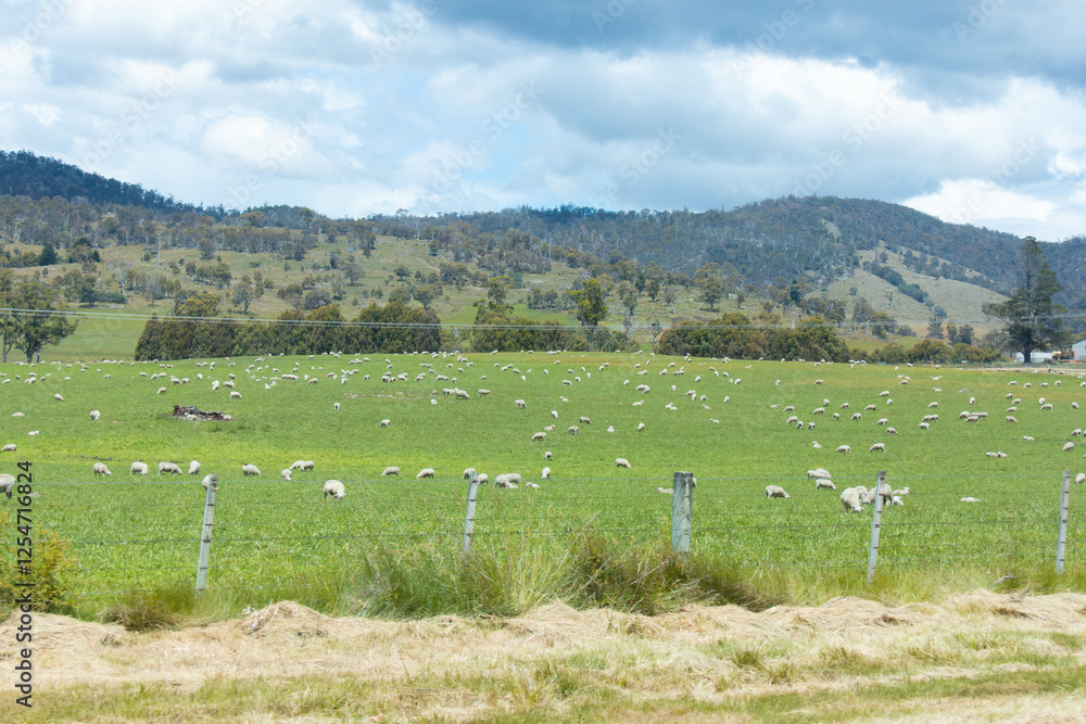 Fototapeta premium Large sheep herd with lambs on a farm hill paddock field