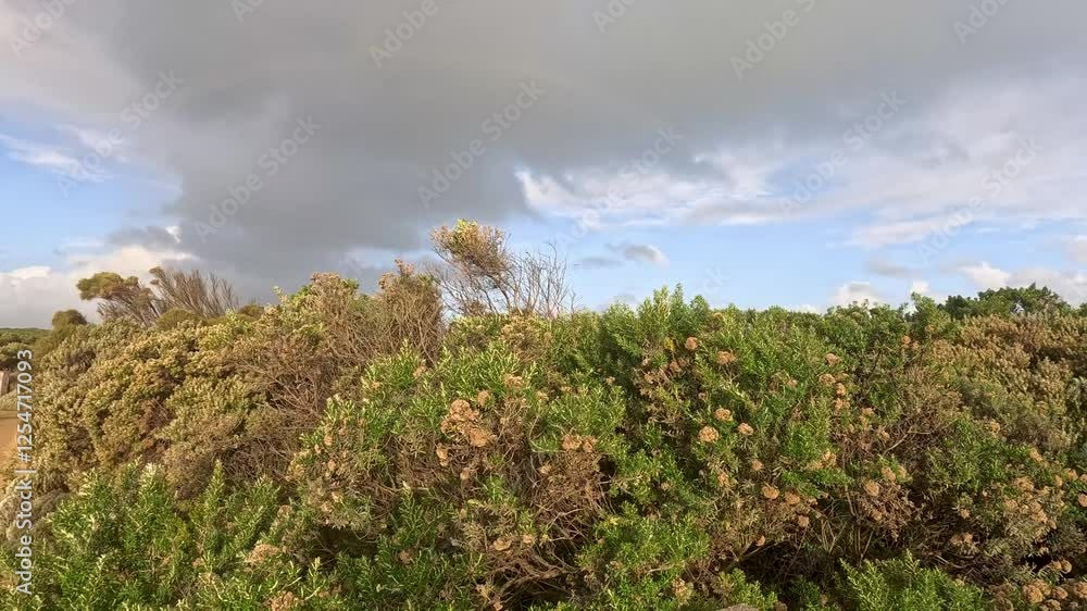 Bushland View at Port Campbell