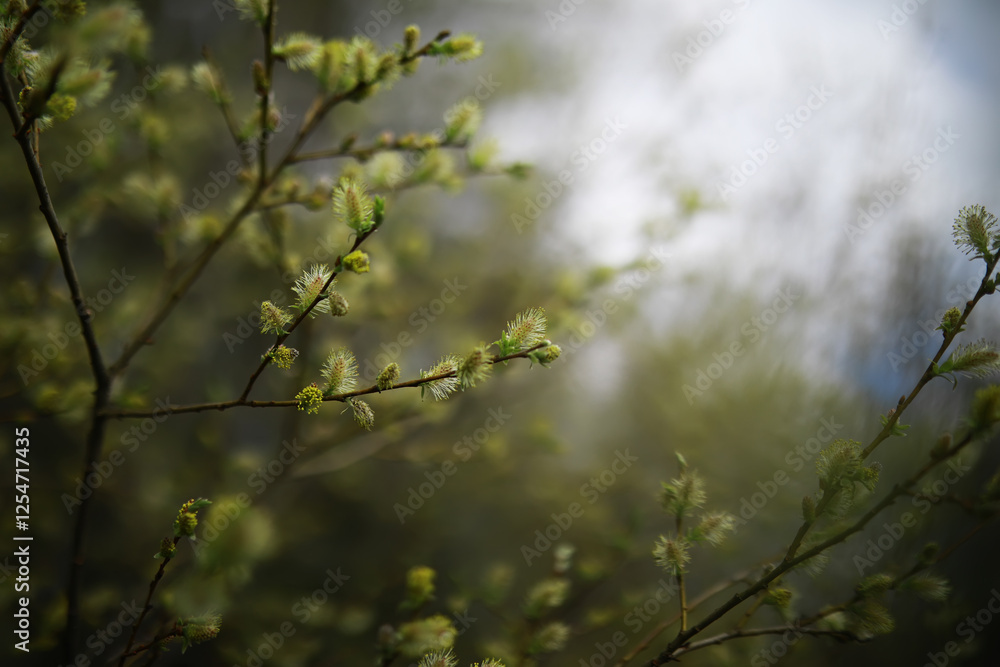 Springtime Willow Branches with Fresh Buds in Tranquil Natural Setting