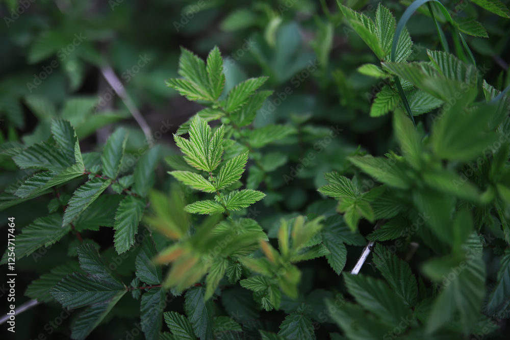 Lush Green Foliage in Natural Garden Setting with Dewy Leaves Lush Green Foliage in Natural Garden Setting with Dewy Leaves