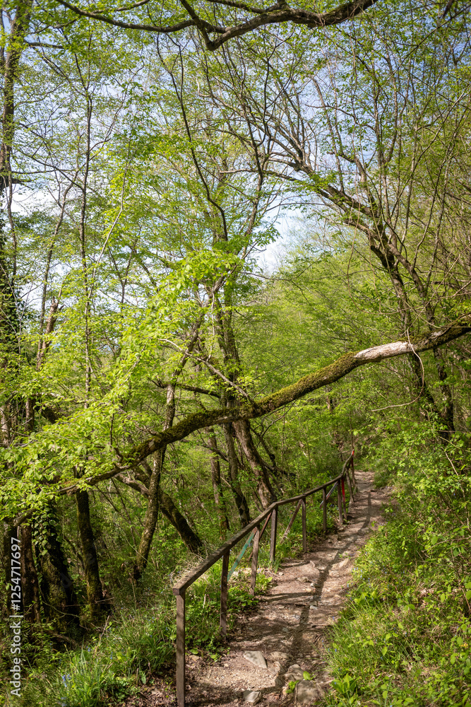 Green leaves against the blue sky under the sun. Summer forest landscape. Green leaves against the blue sky under the sun. Summer forest landscape.