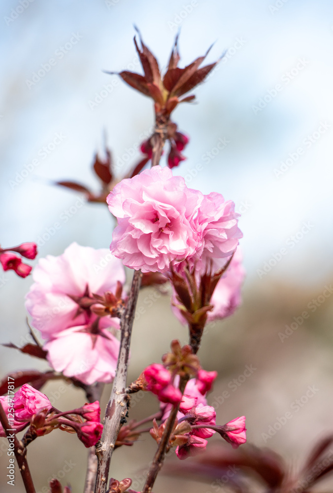 Pink cherry sakura flowers in nature in spring. Pink cherry sakura flowers in nature in spring.