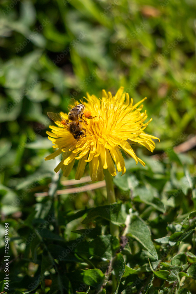 Yellow spring flowers in nature. Yellow spring flowers in nature.