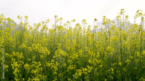 Vast yellow mustard oil field. photo