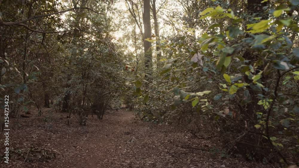 Sun rays through the trees. Walking in the woods during winter time. Sun rays through the trees. Walking in the woods during winter time.
