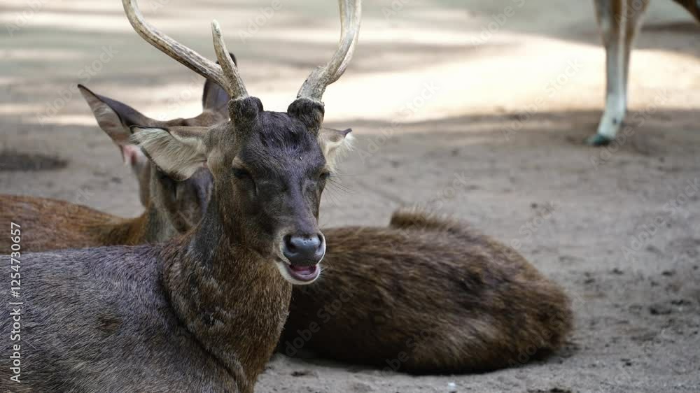 Deer resting peacefully on ground, one lying down and another sitting upright, embodying tranquil wildlife environment during daylight hours Deer resting peacefully on ground, one lying down and another sitting upright, embodying tranquil wildlife environment during daylight hours