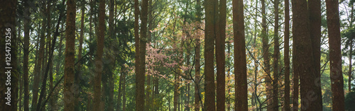 travel in nature concept with pink cherry blossom tree and pine tree with sunrise in springtime season