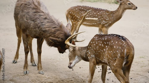 Axis deer bucks battling fiercely within group, locking antlers and demonstrating dominance during intense mating season confrontation in natural wildlife setting