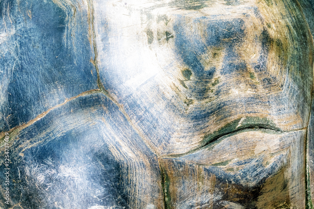Fototapeta premium Detailed texture of the big turtle shell. Abstract nature and animals backgrounds