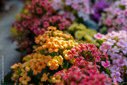 Obraz na płótnie Close-up photo of colorful Kalanchoe flower field