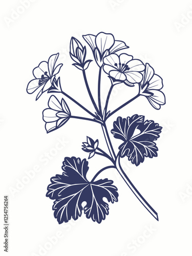 vector illustration of a Geranium flower