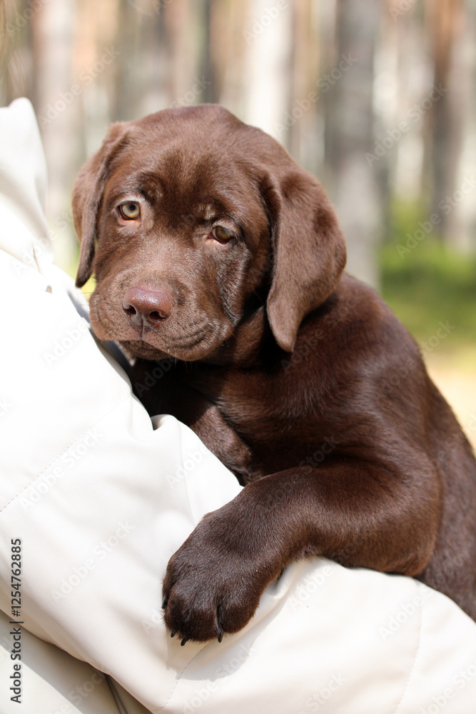 owner keeps a cute Labrador puppy for a walk in the woods during quarantine, while he is not allowed to walk himself before vaccination. owner keeps a cute Labrador puppy for a walk in the woods during quarantine, while he is not allowed to walk himself before vaccination.
