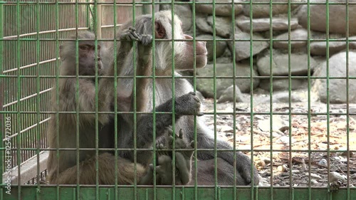 Monkey Family in Captivity at Zoo, Baby Ape and his Mother, Hamadryas Baboon