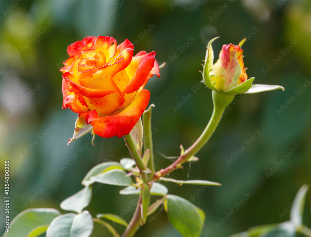 A single orange rose with a green stem A single orange rose with a green stem