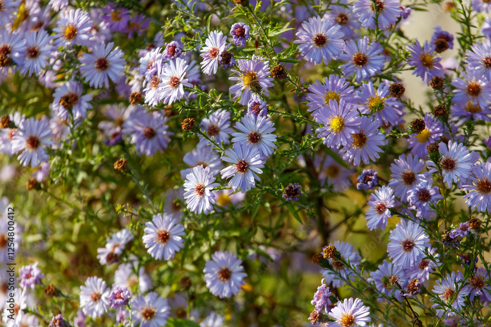 Obraz premium A bunch of purple flowers with yellow centers