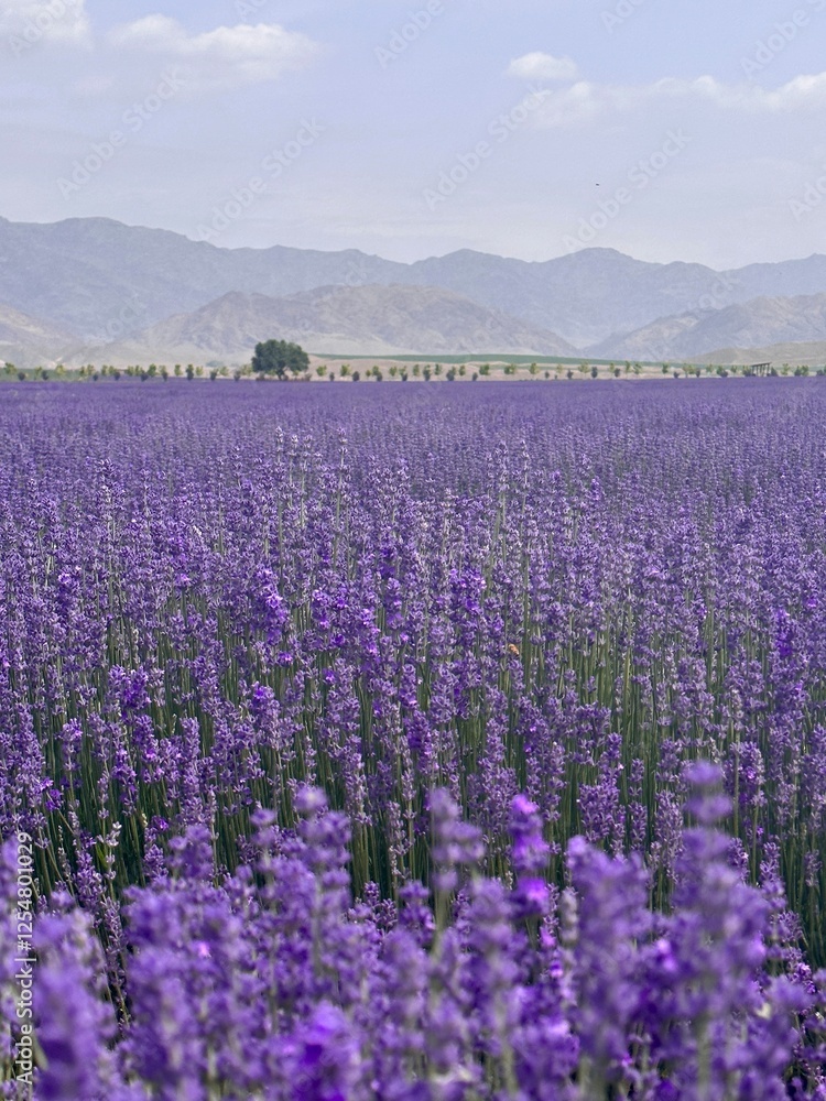 lavender field of china