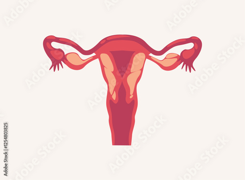 Illustration of an Human Organs Female
